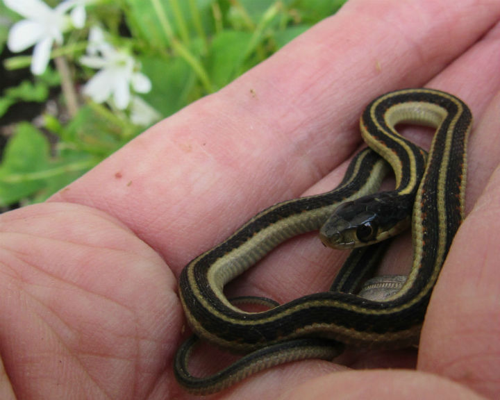 Valley Garter Snake